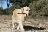 GOLDEN RETRIEVER 583